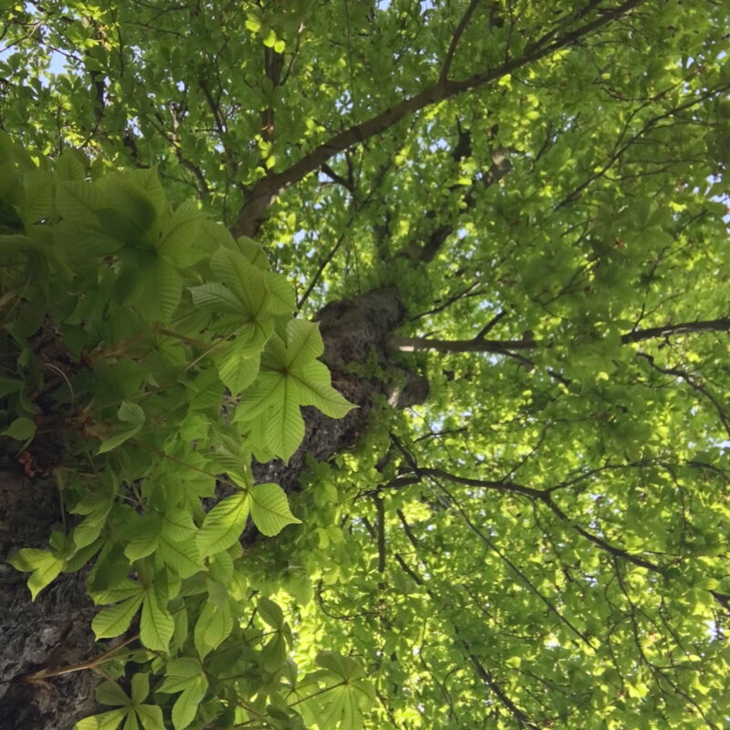 Unsere Kastanienbäume haben endlich wieder Blätter