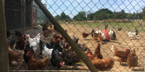 Freilaufende Hühner in Rockenberg ©cw
