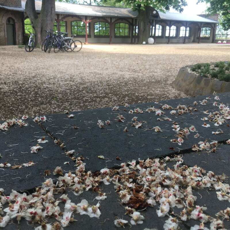 Zahlreiche Ahornblüten - vielleicht für die Ratskeller-Bienen 2022 ©cw