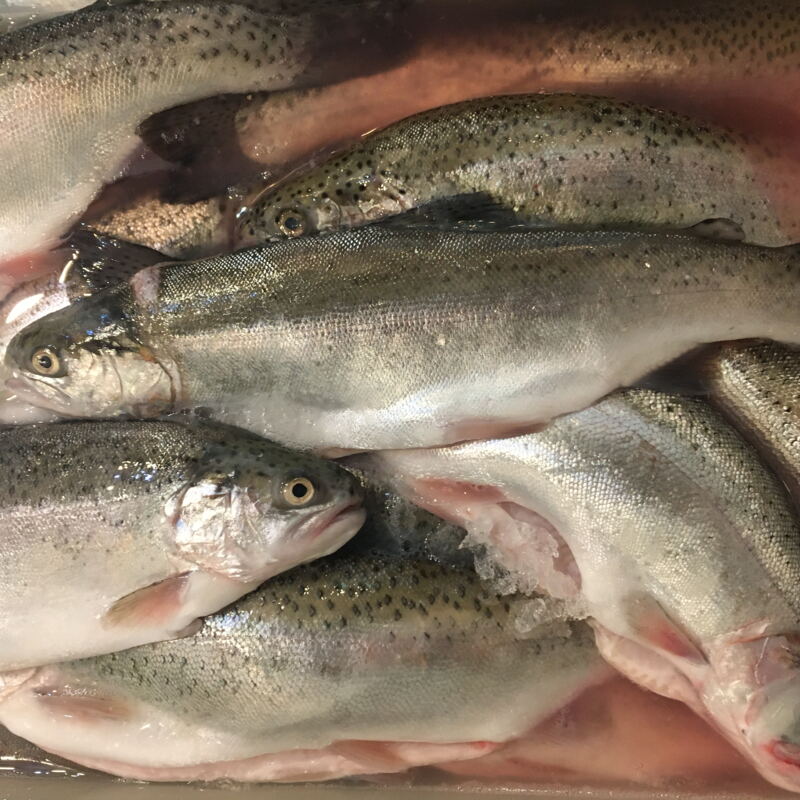Frischer Fisch aus Wetterfeld