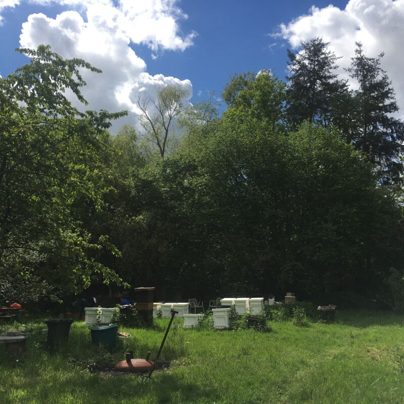 Strahlend blauer Himmel über dem Bienengarten ©cw