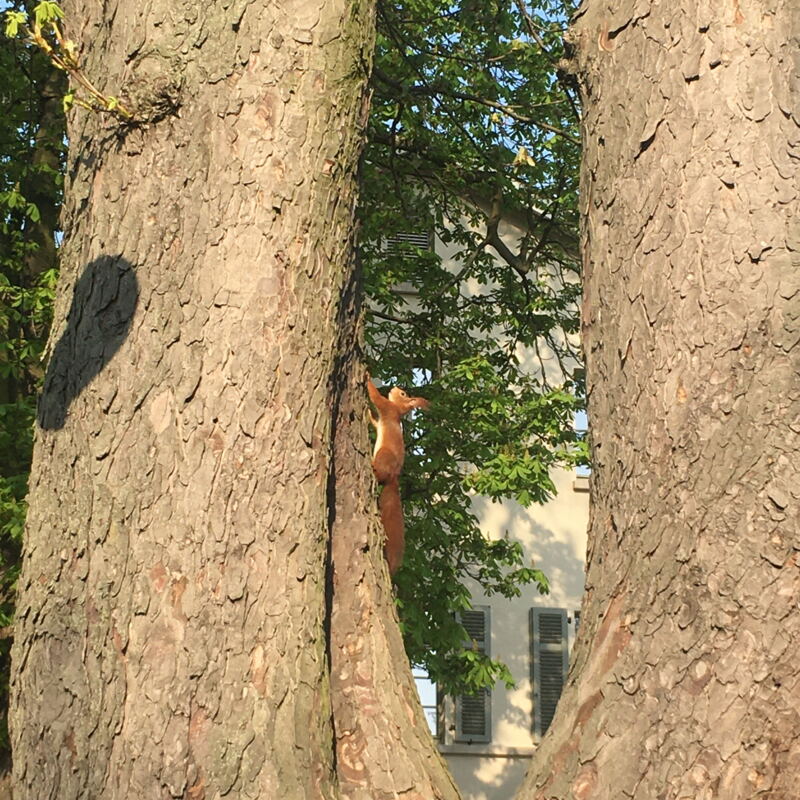Eichhörnchen zu Gast