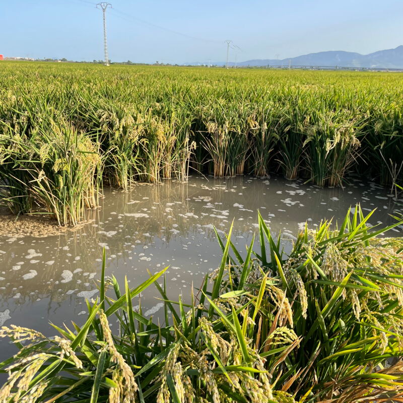 Reis kurz vor der Ernte außerhalb von Sueca