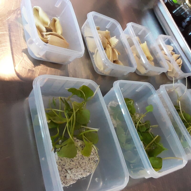 Zwischengang umweltfreundlich transportiert ©katjakrause