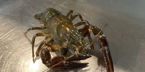 Flusskrebs aus den Lauterbecken ©mf