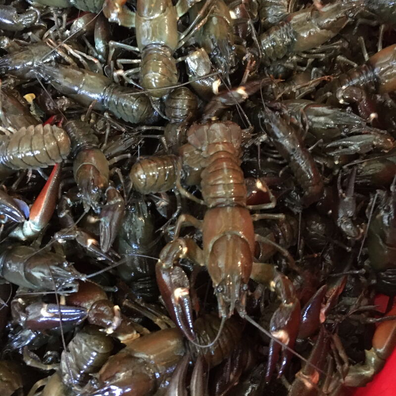 Flusskrebse aus Wetterfeld ©cw