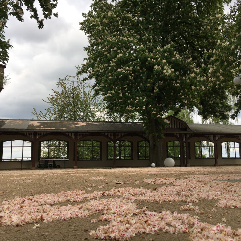 Frühling im Garten des Bornheimer Ratskellers ©cw