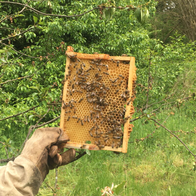 Eine Bienenwabe ©cw