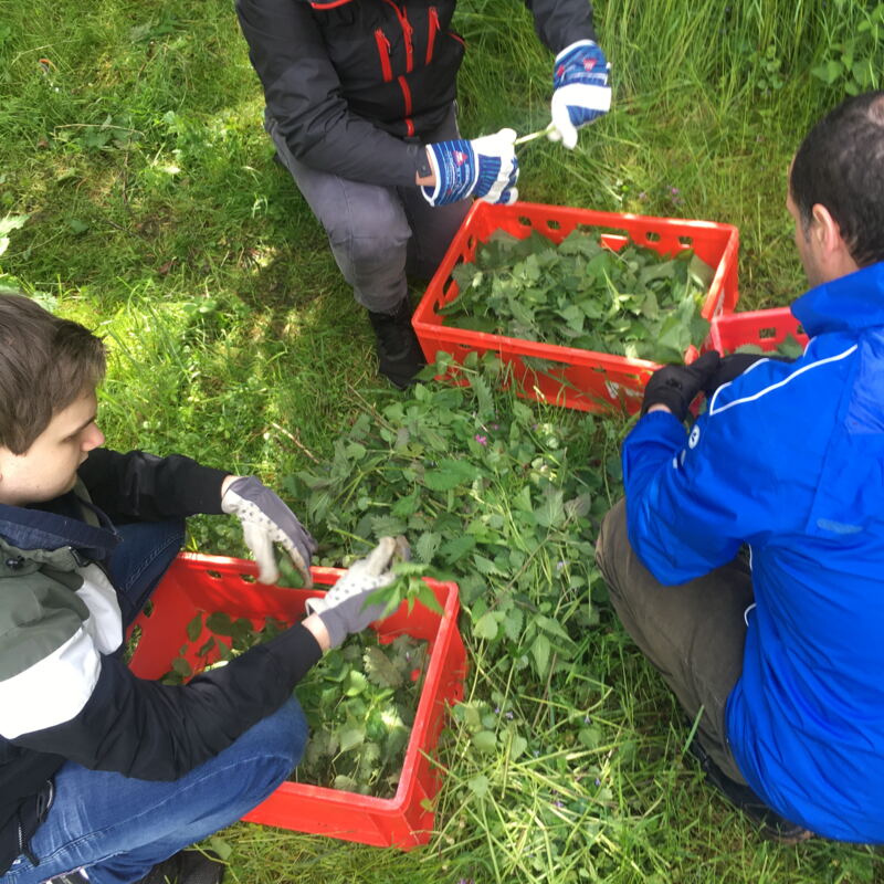 Blätter zupfen für die Agnolotti ©cw