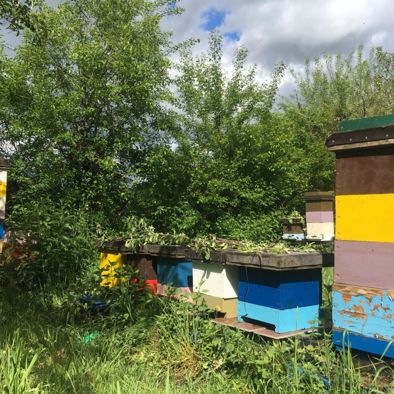 Bunte Bienenstöcke ©cw