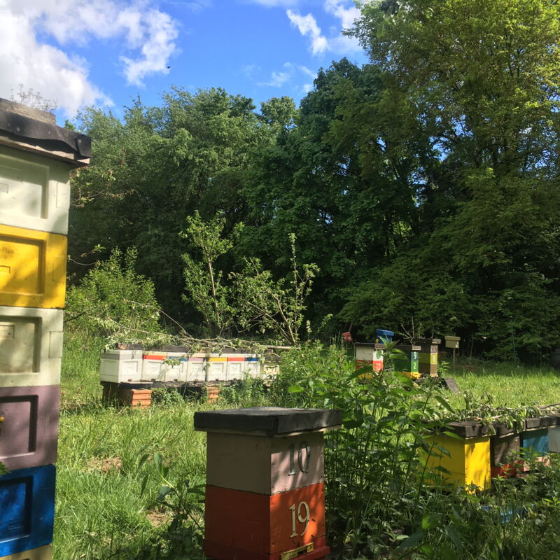 Bunte Bienenstöcke ©cw