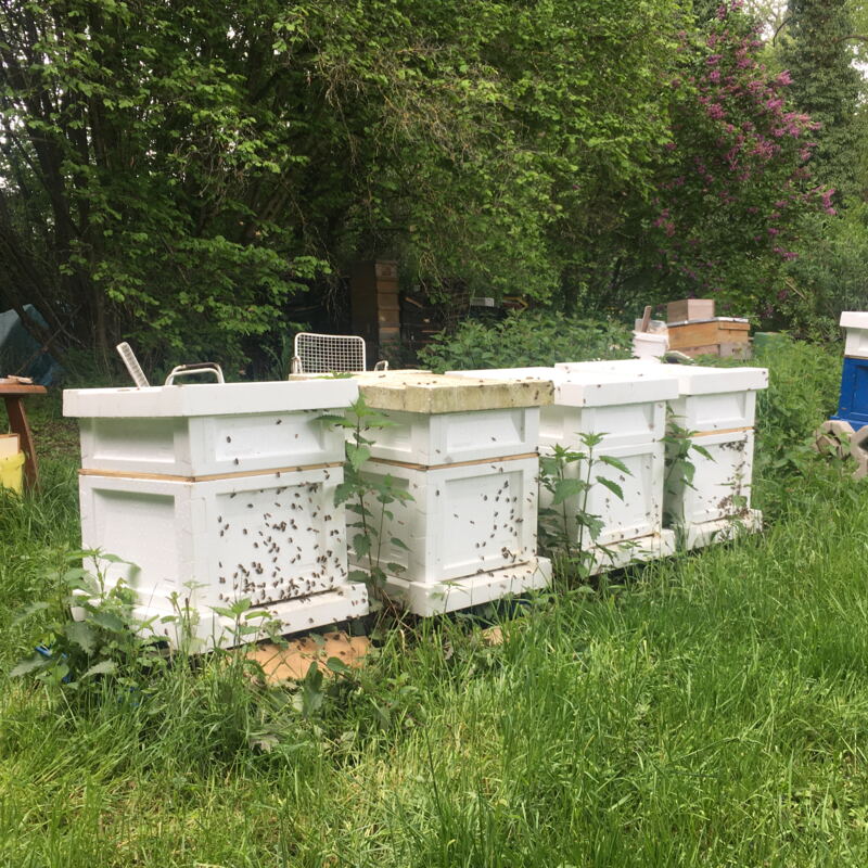 Wieviele Bienen leben in einem Bienenstock? ©cw