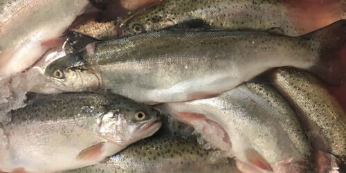 Frischer Fisch aus Wetterfeld