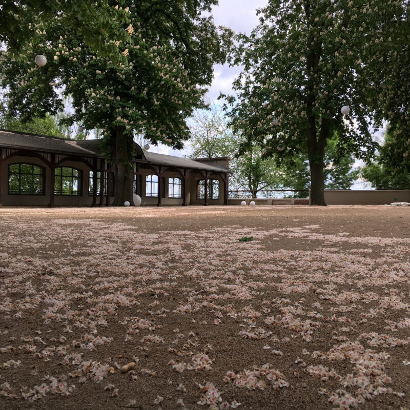 Frühling im Garten des Bornheimer Ratskellers ©cw