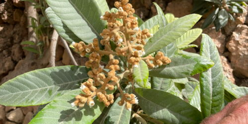 Beginnende Blüte der Mispeln, die im Frühjahr geerntet werden