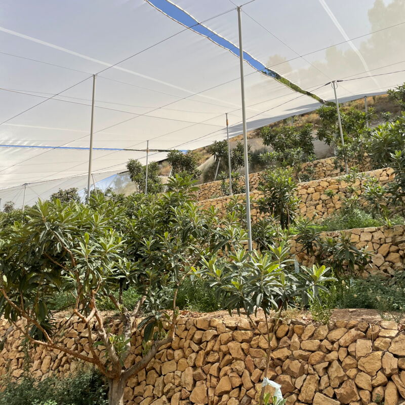 Terrassierter Anbau der Bäume im Experimentierfeld