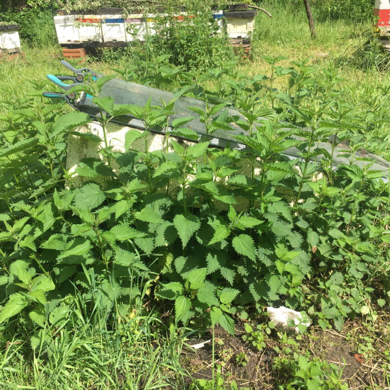 Wilder Brennnesselwuchs ©cw