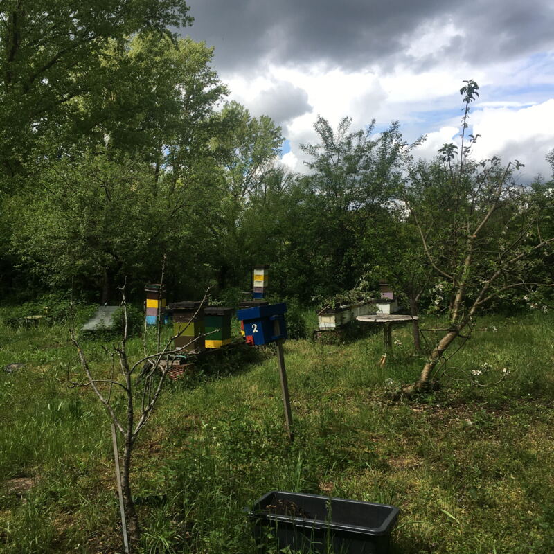 Bunte Bienenstöcke ©cw