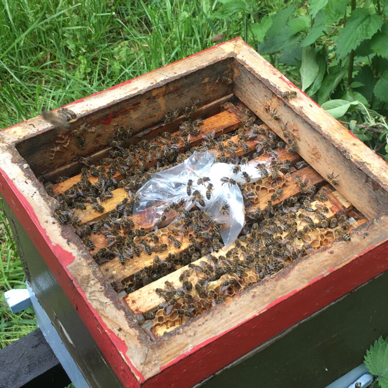 Blick in den Bienenstock ©cw