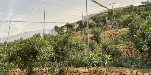 Terrassierter Anbau der Bäume im Experimentierfeld