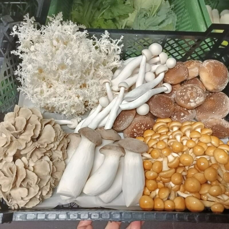 Pilzvariation aus Offenbach ©cw