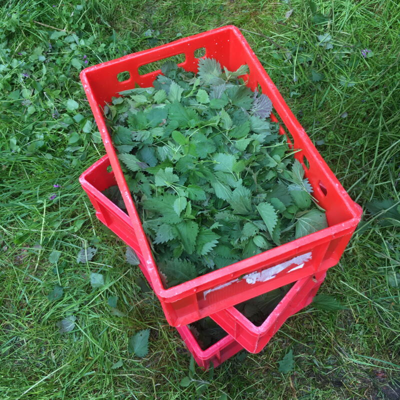 Brennnesseln für die Agnolotti ©cw