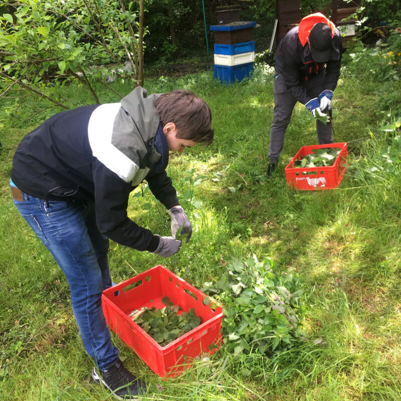 Brennnessel sammeln ©cw