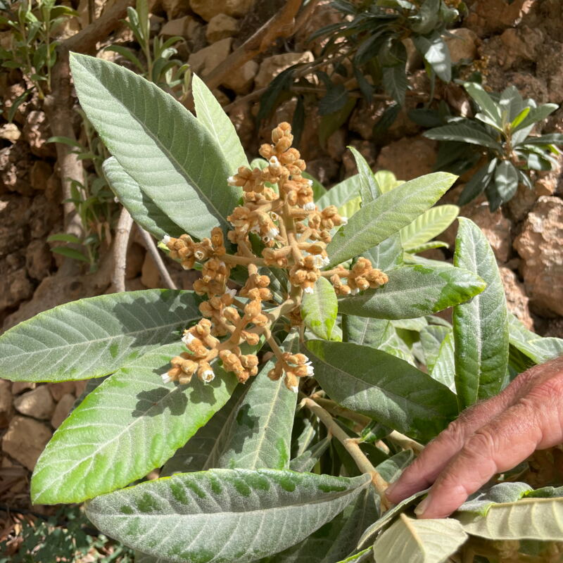 Beginnende Blüte der Mispeln, die im Frühjahr geerntet werden