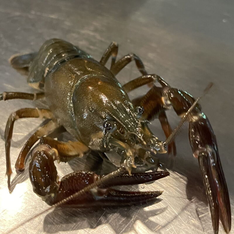 Flusskrebs aus den Lauterbecken ©mf