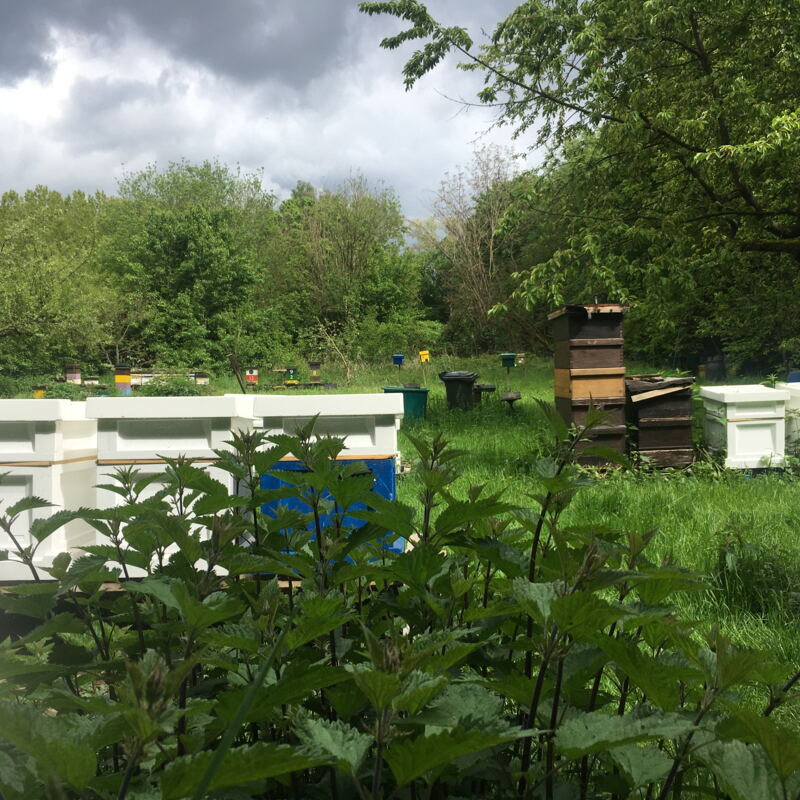 Brennnessel und Bienenstöcke gibt es einige in Marcus's Garten ©cw
