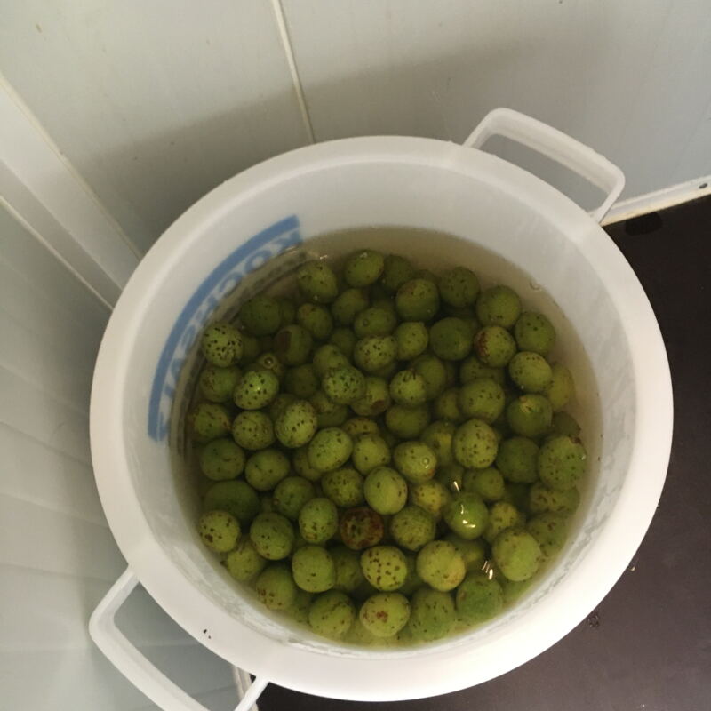 Perforierte Walnüsse im Wasserbad