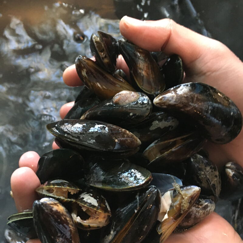 Miesmuscheln für das Zwischengericht ©cw