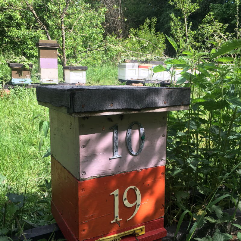 Bienenstöcke 10 und 19 ©cw